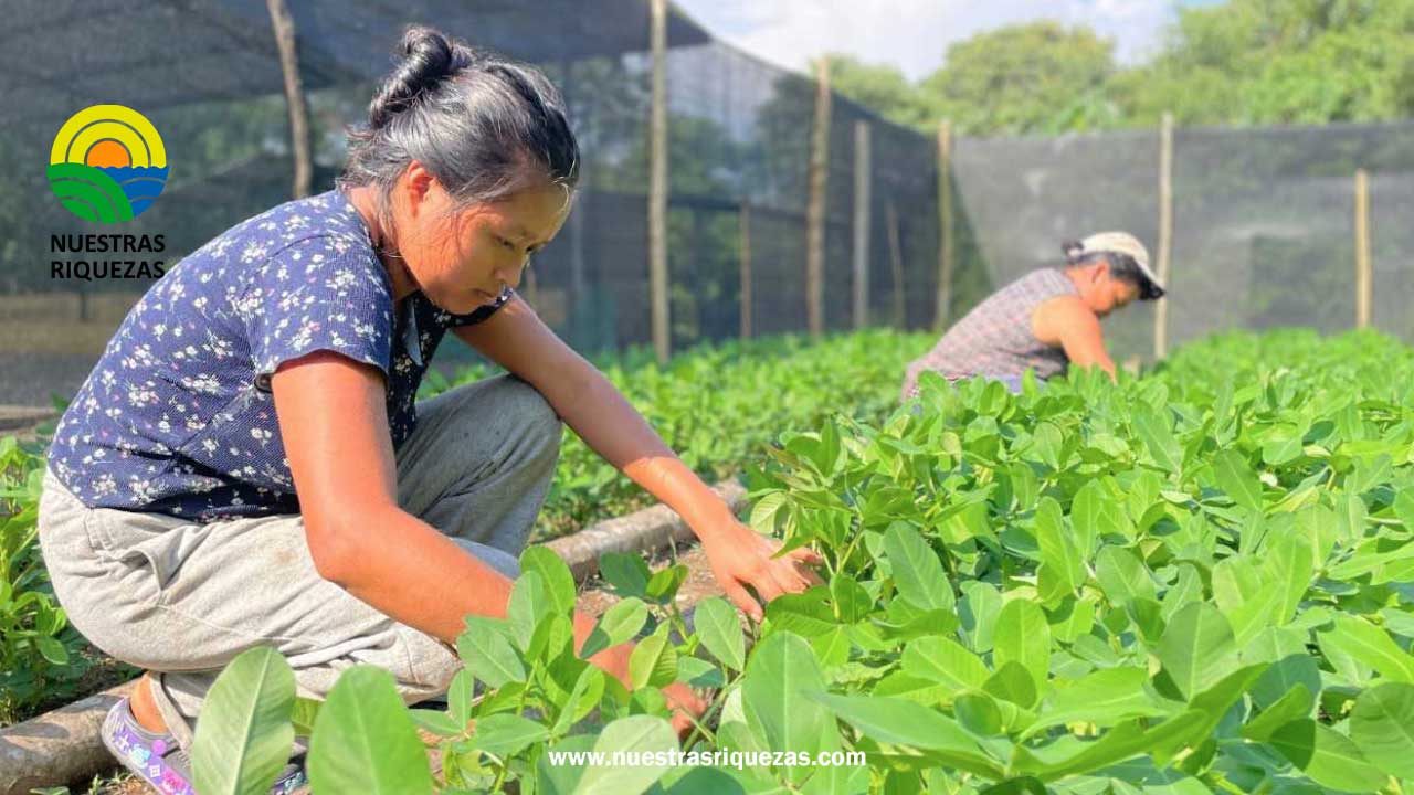Familias campesinas de Tena diversifican sus ingresos con el cultivo de maní