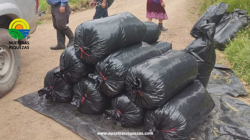 Ganaderos de Chocarpamba elaboran silos, para mejorar la alimentación del ganado