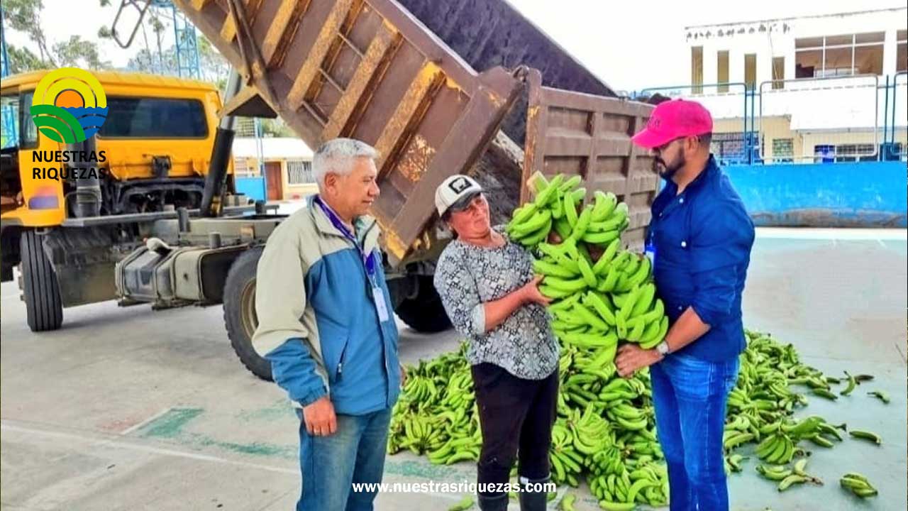 MAG entrega banano para alimentar a animales de zonas afectadas de Penipe