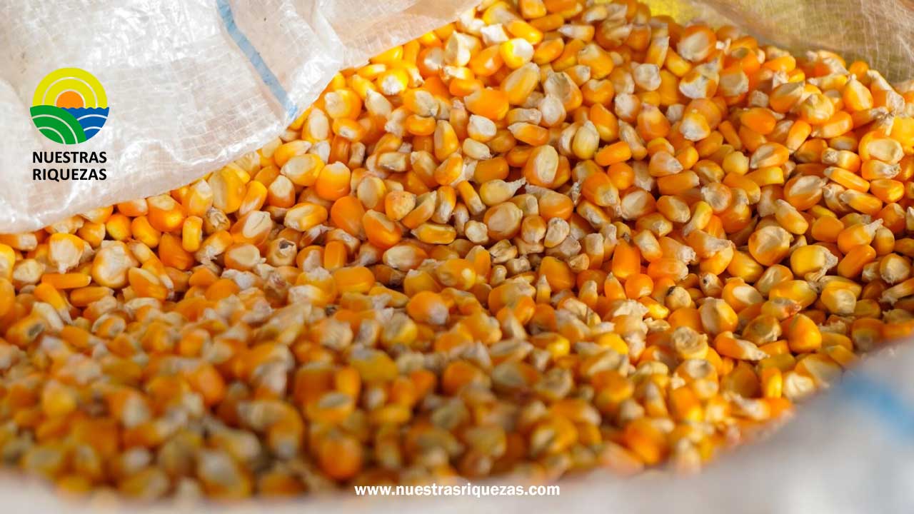 MAG garantiza la oferta del maíz amarillo duro con acciones para prevenir la escasez y el alza especulativa del precio