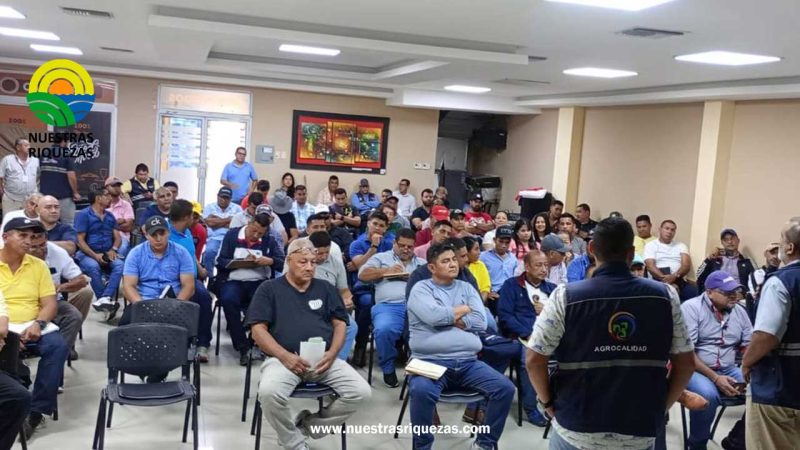 MAG impulsa capacitaciones para el sector de musáceas de la provincia de Los Ríos