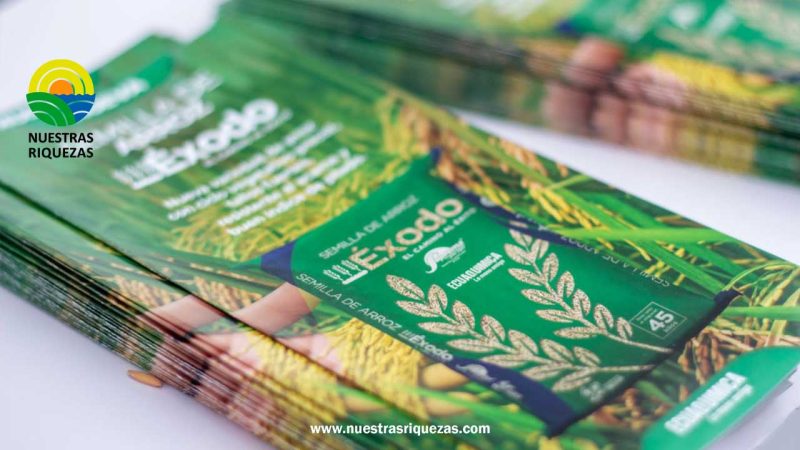 Productores se beneficiarán con nueva variedad de arroz