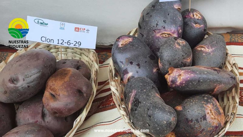 Riobamba celebra del Día Nacional de la Papa 2024