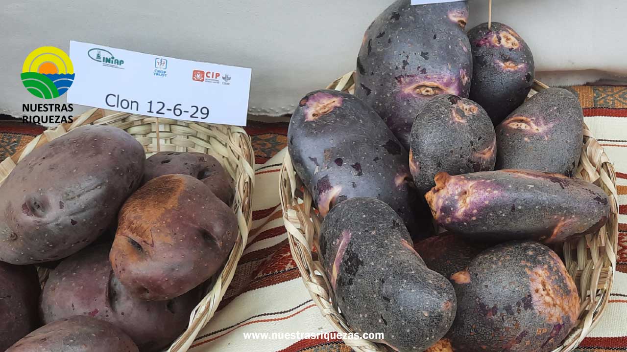 Riobamba celebra del Día Nacional de la Papa 2024