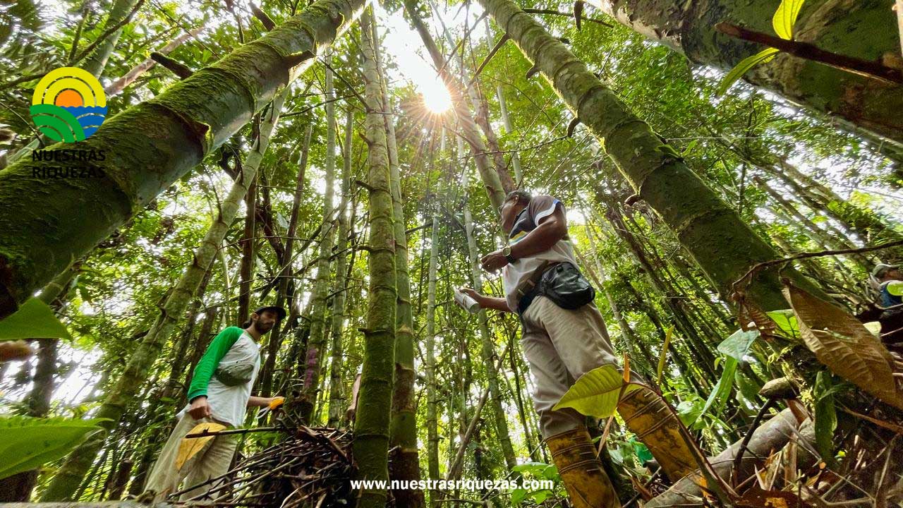 Productores de Napo participan en taller sobre Inventarios en Bambú y Normativa Forestal