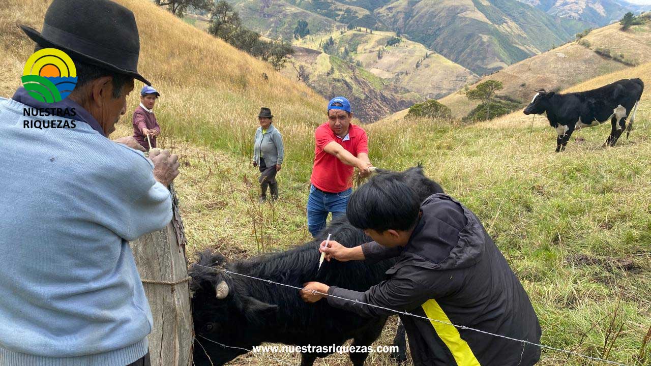 Más de 2.000 bovinos de la parroquia San Lorenzo serán vacunados contra el carbunco sintomático