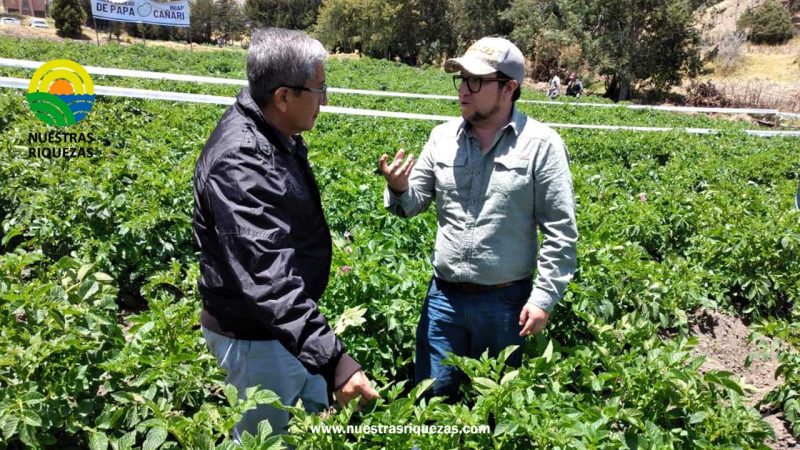 Productores de Cañar ya disponen de variedad de papa más resistente a la lancha y más rendidora