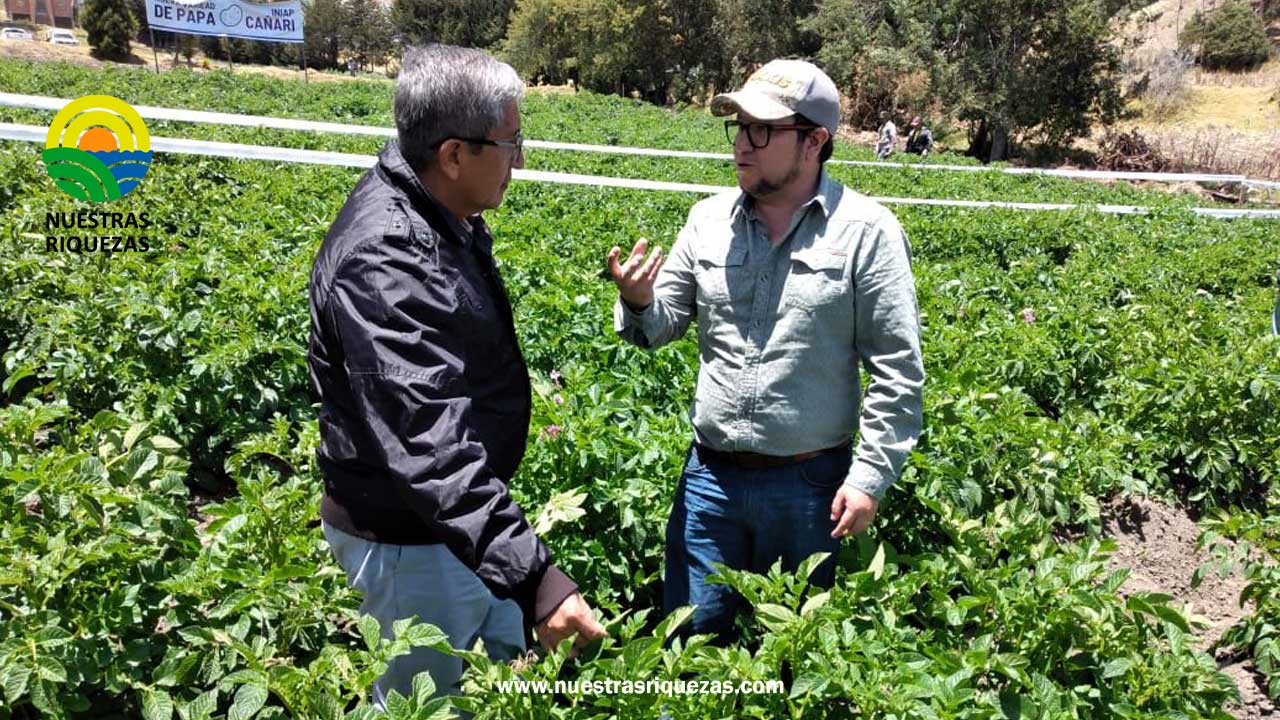 Productores de Cañar ya disponen de variedad de papa más resistente a la lancha y más rendidora