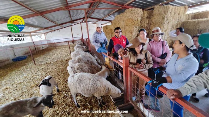 Productores del cantón Quito visitan emprendimiento de ovinos en Pedro Moncayo
