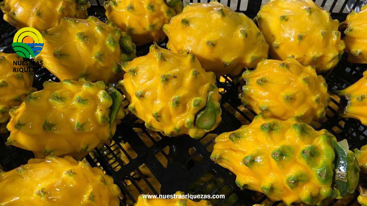 Ecuador amplía su mercado para la exportación de productos agropecuarios