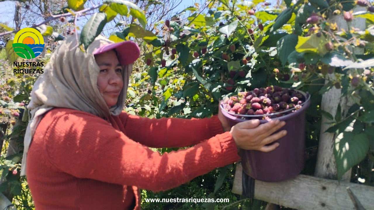 Tungurahua, líder en la producción de mora en Ecuador