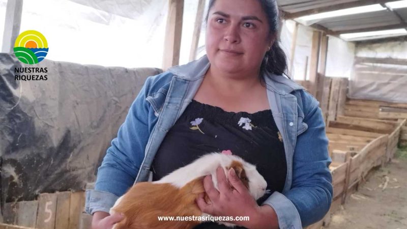 En Tungurahua se producen cuyes al pastoreo